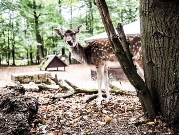 Portrait of sheep on tree trunk in forest