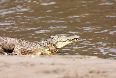 Side view of a reptile in the lake