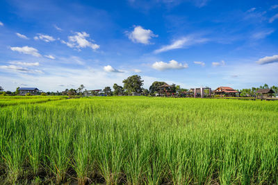 Scenic view of agricultural field against sky