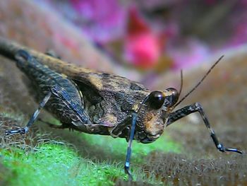 Close-up of insect on white background