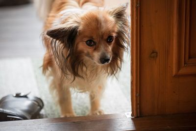 Portrait of dog standing at home