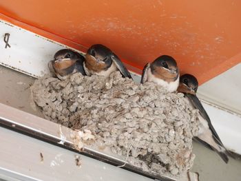 Low angle view of swallows in nest under ceiling