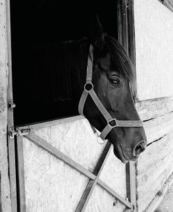 Close-up of horse in stable