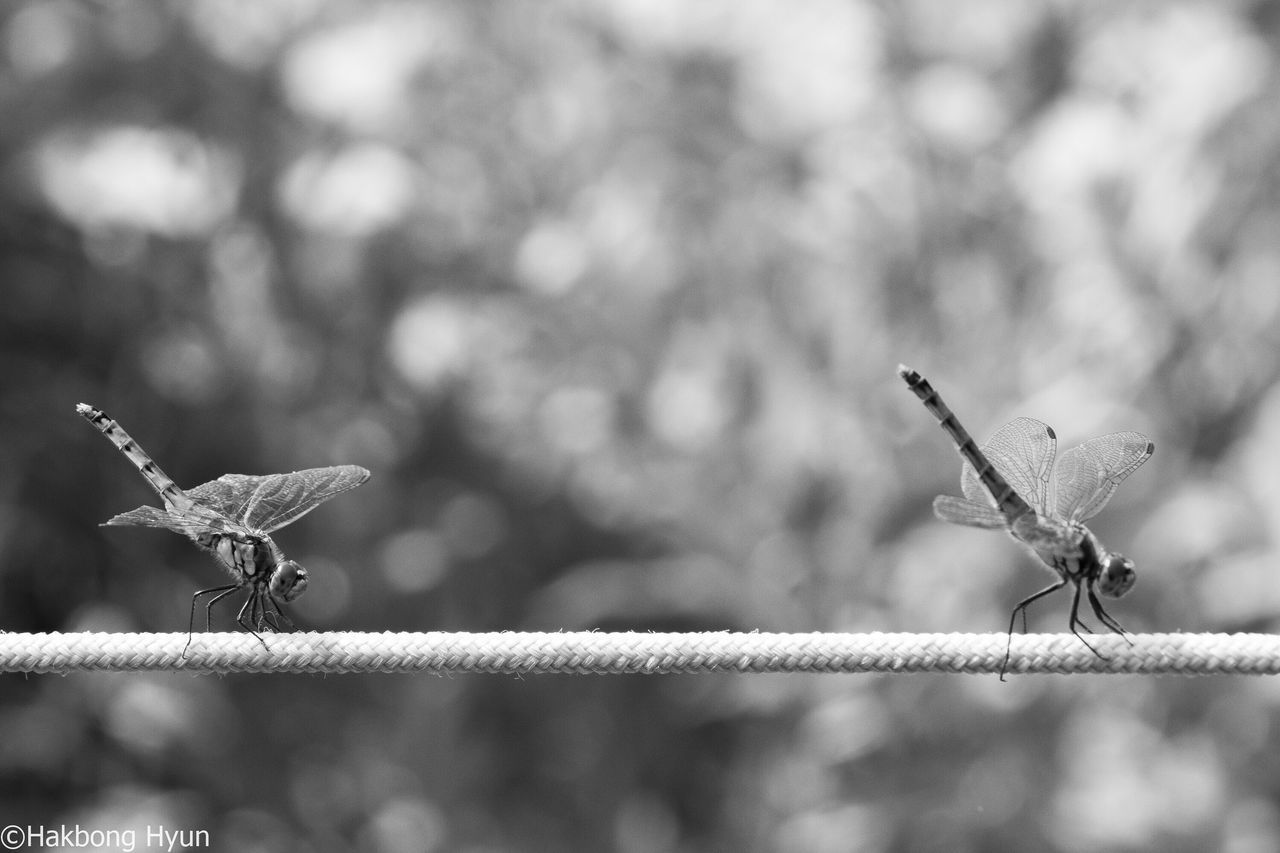 animal themes, insect, animals in the wild, one animal, animal wildlife, focus on foreground, day, no people, outdoors, close-up, nature, damselfly, perching, spread wings