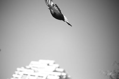 Low angle view of bird flying against the sky