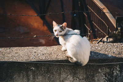 Cat sitting on retaining wall