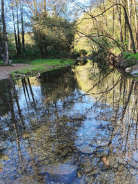 Reflection of trees in lake