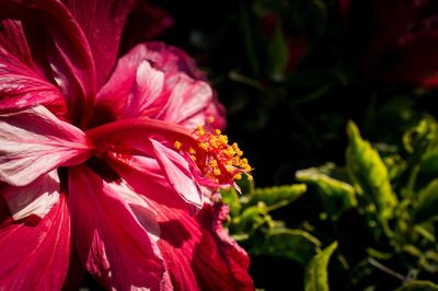 Close-up of red flowers