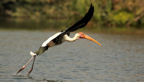 Bird flying over lake