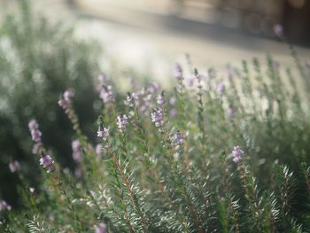 Close-up of purple flowering plants on field