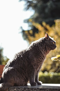 Close-up of a horse against the sky