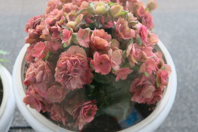 High angle view of pink flowering plant