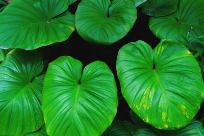 Full frame shot of green leaves