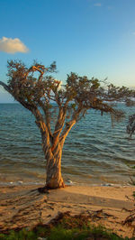 Tree by sea against sky