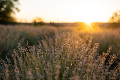 Beautiful lavender in the light of the setting summer sun. nature.