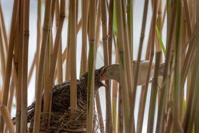 Low angle view of a bird