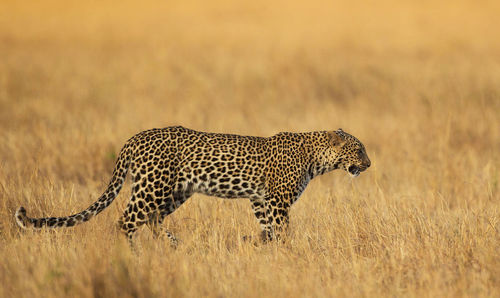 Side view of a cat