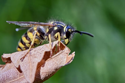 Close-up of butterfly on leaf