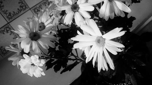 Close-up of white flowers blooming outdoors