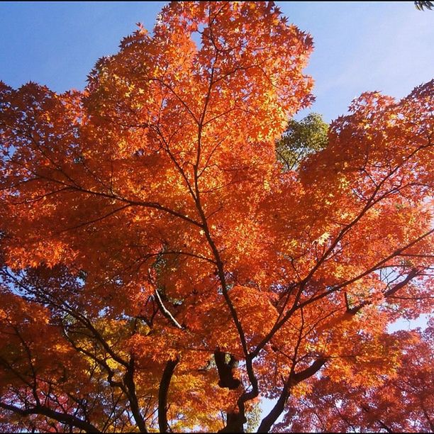 tree, autumn, change, season, branch, orange color, low angle view, beauty in nature, nature, tranquility, growth, clear sky, scenics, sky, tranquil scene, leaf, sunlight, day, outdoors, no people