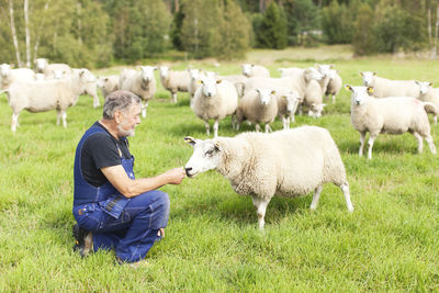 Senior farmer on pasture, smaland, sweden