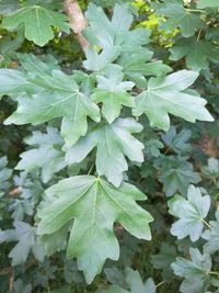 Close-up of leaves