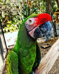 Close-up of a bird perching on wood