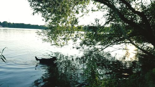 View of ducks swimming in lake