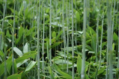 Plants growing in sunlight