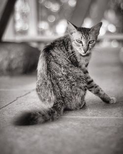 Portrait of cat on footpath