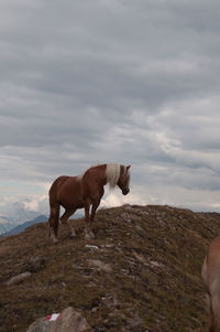 Horse standing on a mountain in austria