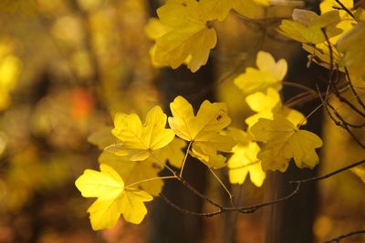 Close-up of yellow flowering plant