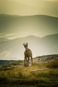 Horse standing on field against sky