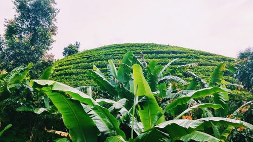Plants growing on a tree