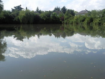 Reflection of trees in water