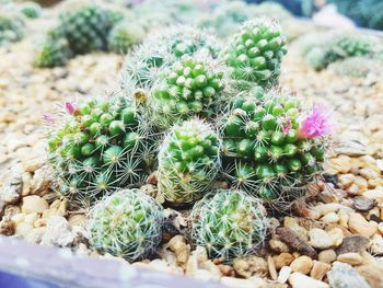 Close-up of succulent plant