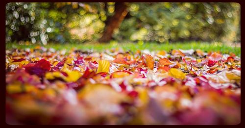 Close-up of maple leaves fallen on tree during autumn