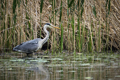 Side view of a bird in water