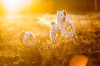 View of dog on field during sunset