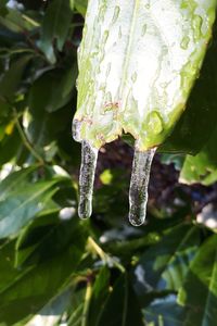 Close-up of water drops on plant during winter