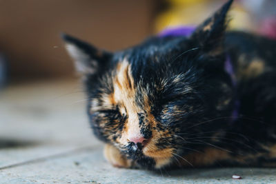 Close-up of cat resting