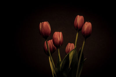 Close-up of tulip against black background