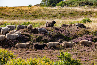 Sheep in a field