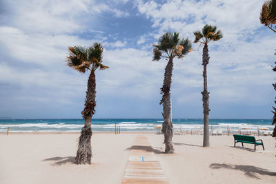 Palm trees on beach against sky