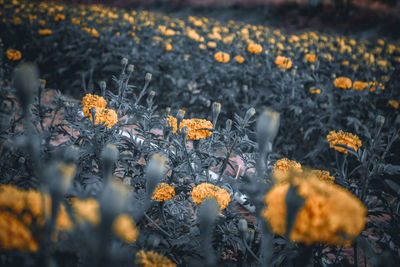 Close-up of yellow flowering plant on field