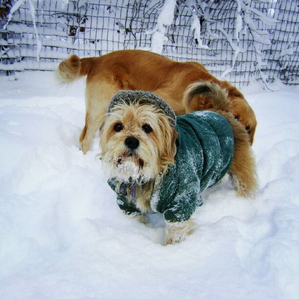 snow, winter, cold temperature, dog, domestic animals, pets, animal themes, season, mammal, one animal, covering, weather, portrait, looking at camera, white color, field, relaxation, covered, nature, frozen