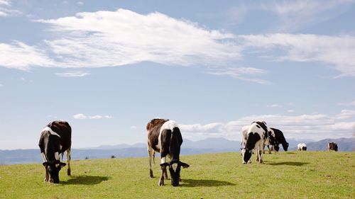 Herd of cows grazing on field against sky