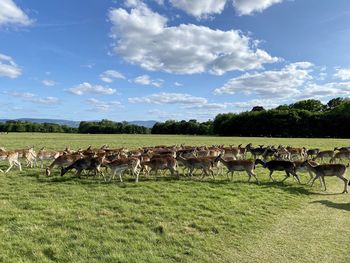 View of sheep on grassy field against sky