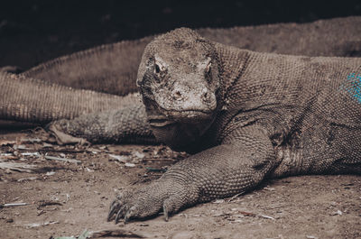 Portrait of komodo dragon, the biggest lizard in the world. monitor lizard, varanus.