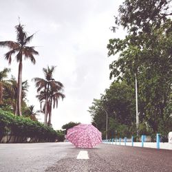 Umbrella on street by trees against sky